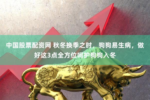 中国股票配资网 秋冬换季之时，狗狗易生病，做好这3点全方位呵护狗狗入冬